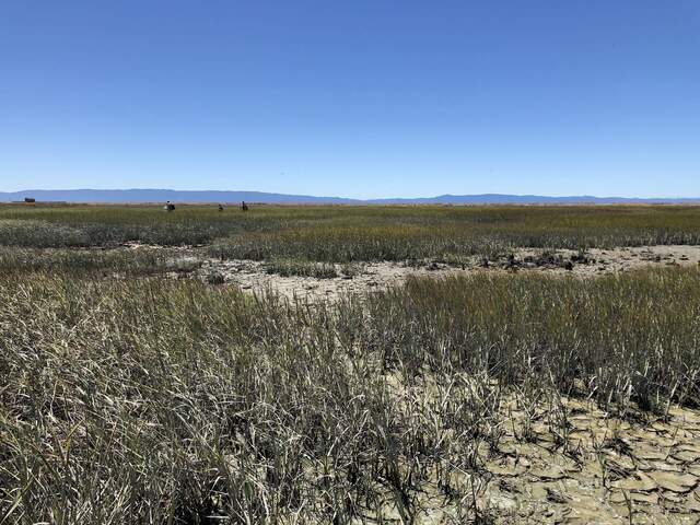 Kuno, Hannah, and Arman trekking across the wetland