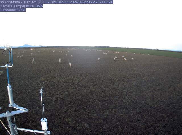 Sheep grazing the field