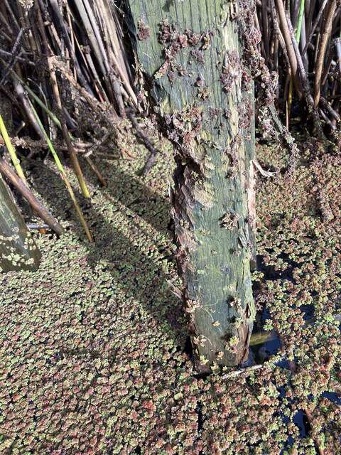 Beavers have chewed almost halfway through 2x4 post