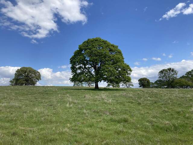 Green grass and trees, blue sky and white clouds