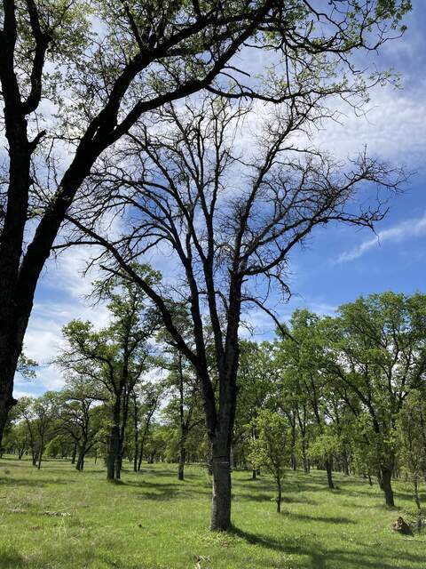 Dead tree surrounded by green grass an other trees