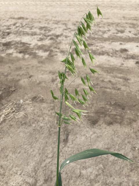Oat seeds with bare dirt background