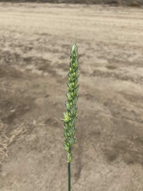 Wheat seeds with bare dirt background