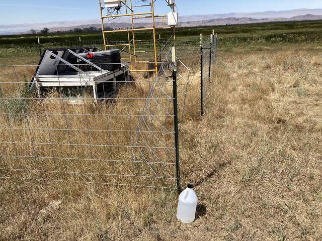 Cows bent the fence at the Rush Ranch site