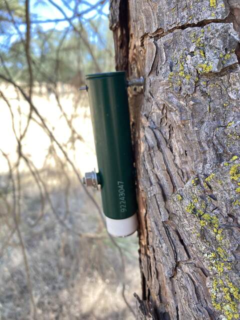 The pine tree has grown up to nearly touch the body of the point dendrometer