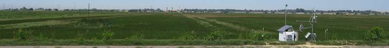 rice field banner