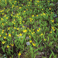 Glacier lilies at Glacier National Park in Montana. iStockphoto
