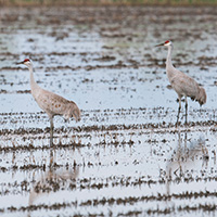 Sandhill cranes in a rice field in Colusa, Calif. PHOTO: Drew Kelly, courtesy of TNC