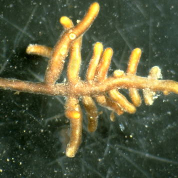Thelephoroid ectomycorrhizae on a Douglas fir. PHOTO: Courtesy of Bruns lab