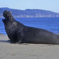 Año Nuevo State Park. PHOTO: iStockPhoto