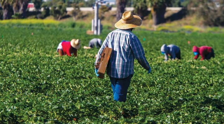 A worker in a strawberry field