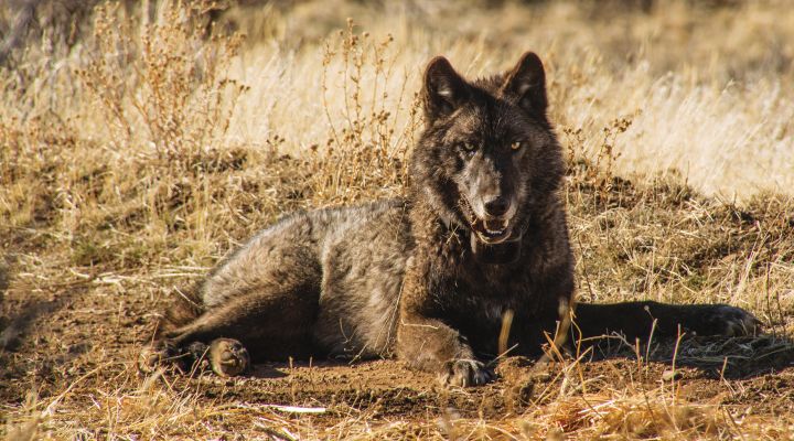 A grey wolf sitting amongst brown grasses