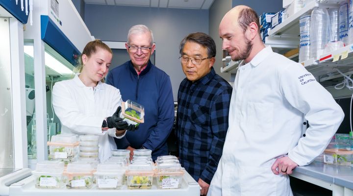Four researchers in a lab examining a plant in a box of growth medium