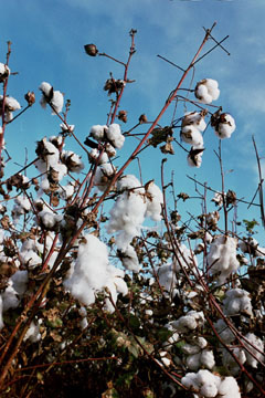 cotton
