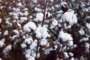 cotton