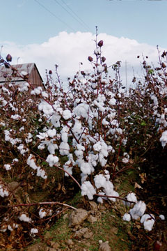 cotton