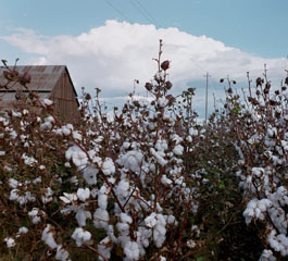 cotton