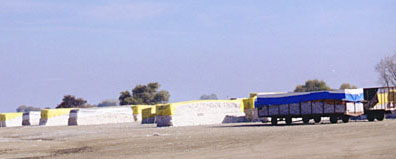 Harvested cotton