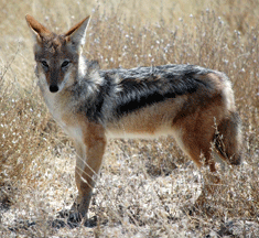 Jackal
