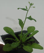 arabidopsis_thalania.jpg