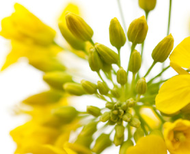 canola-278x225.jpg